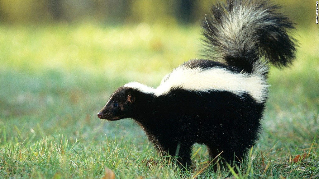 skunk