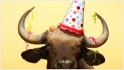 5 reasons this bull market can still run