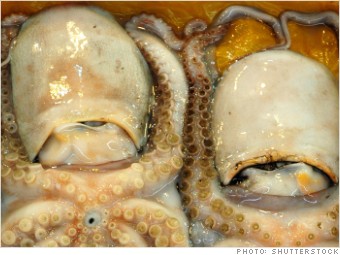 tax cheats octopus box