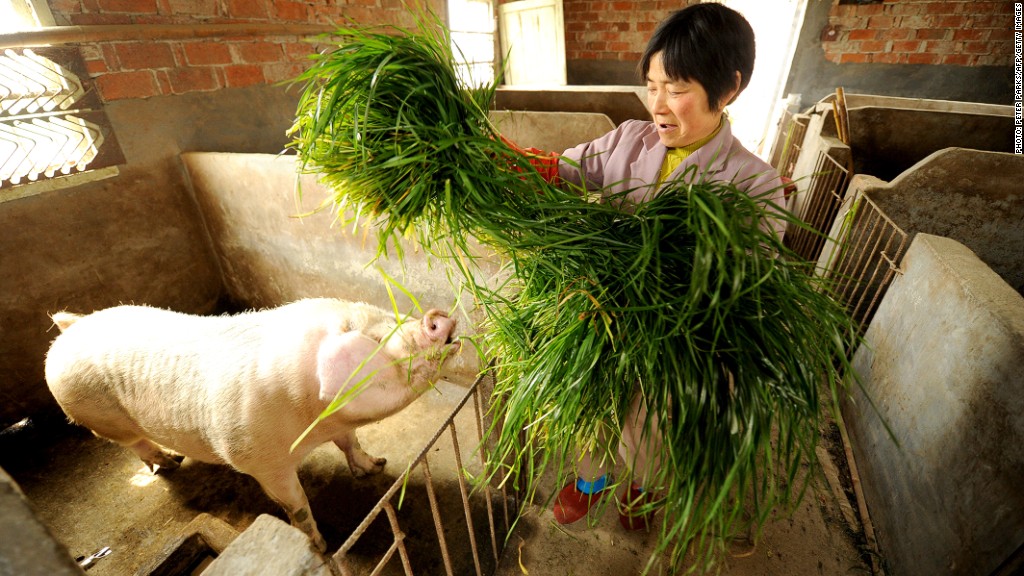 pig farm china