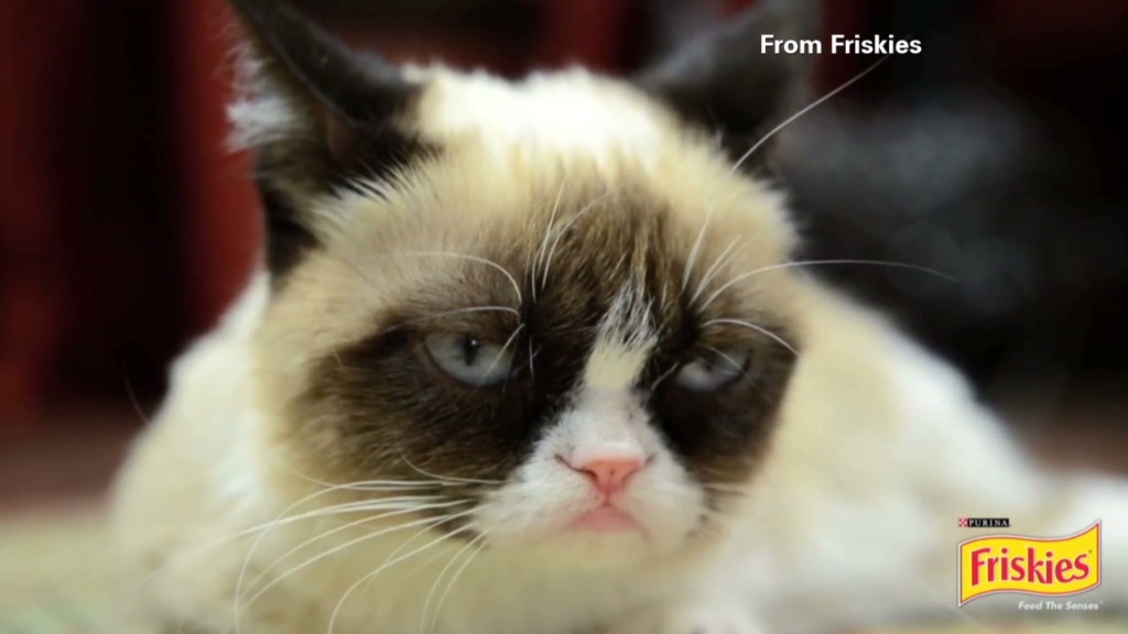 Grumpy Cat gets Hollywood movie deal