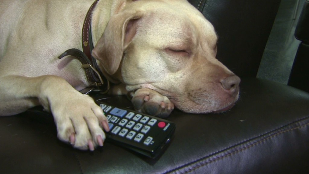 DirecTV launches TV network for dogs