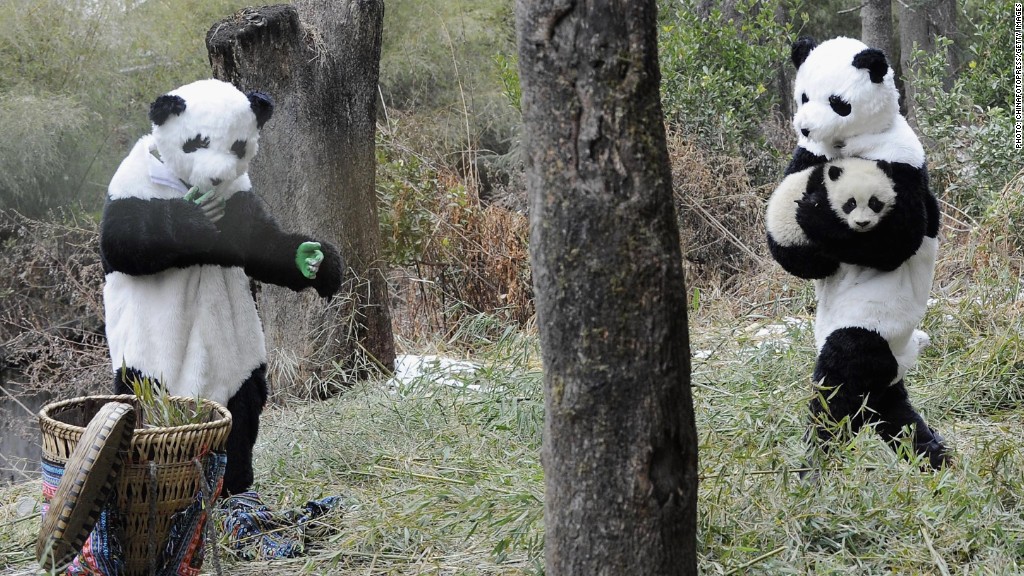 Zoo selection - How China's booming panda business works - CNNMoney