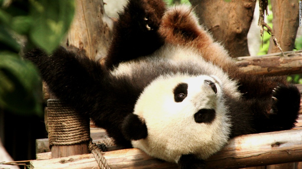 panda rolling