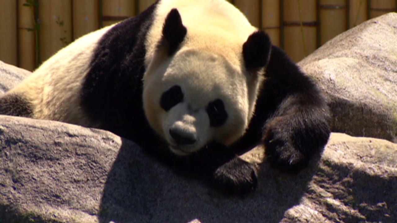 The Panda-nomics of China trade - Video - Business News