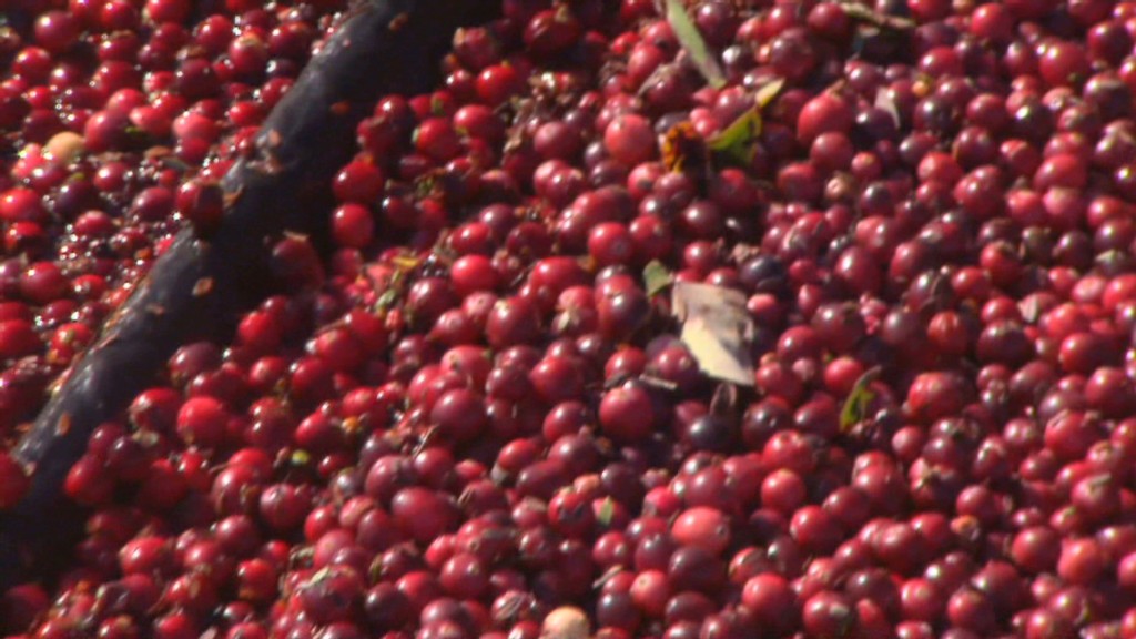 See where cranberries come from