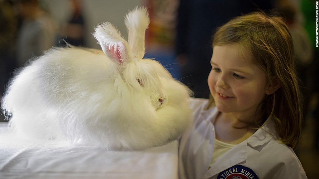 angora rabbit 