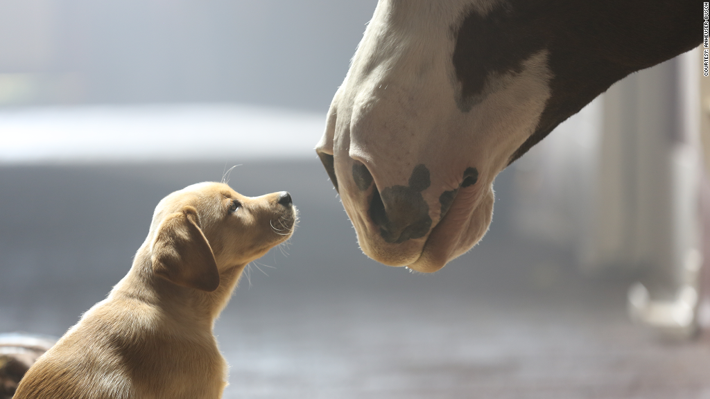 superbowl budweiser ad