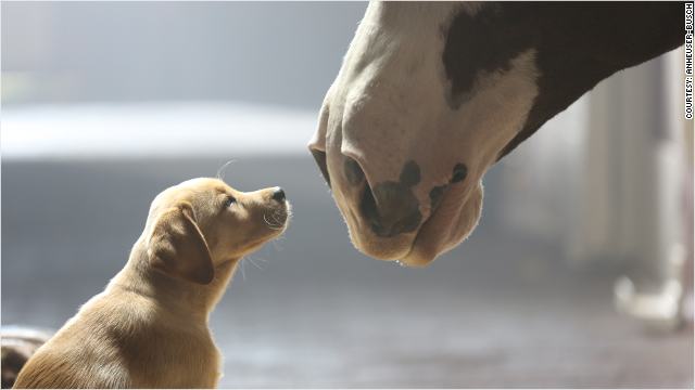 Budweiser Clydesdale Superbowl commercial