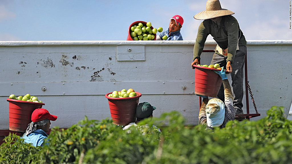 florida tomato workers