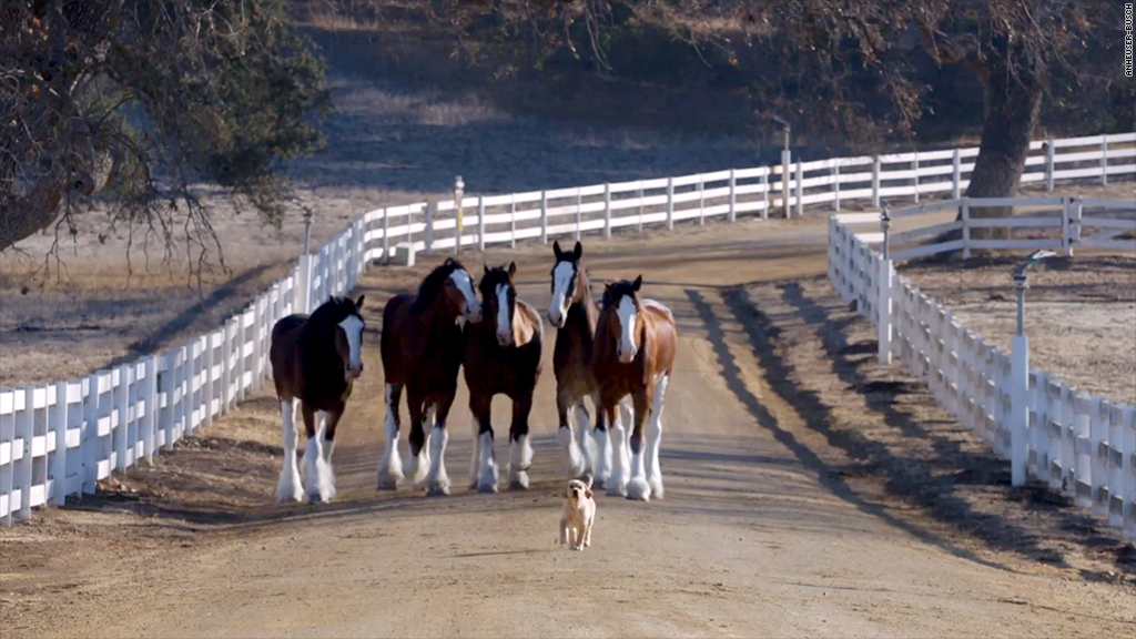 budweiser puppy clydesdale