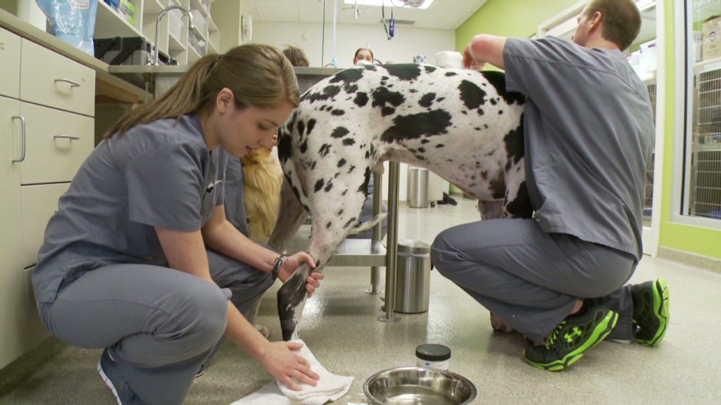 Veterinary techs' work: A 'labor of love'