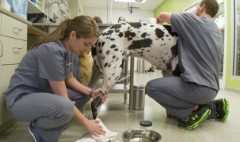 Veterinary techs’ work: A ‘labor of love’