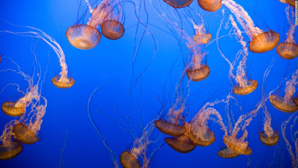 road trip monterey aquarium