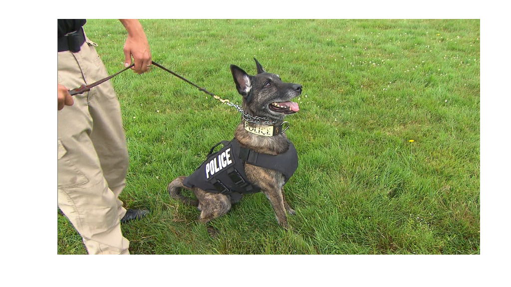 Bulletproof vests for canine cops