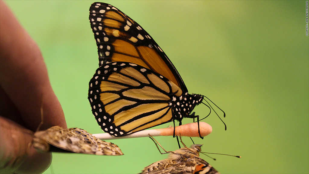 butterfly farm jobs