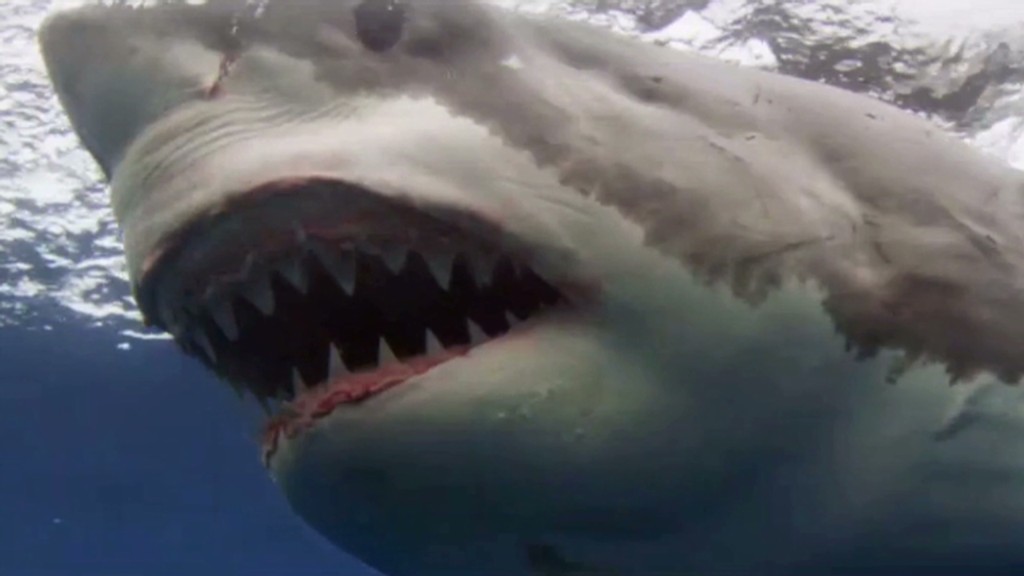 'Shark Week' isn't what's driving Discovery