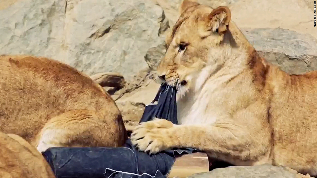 New fashion craze? Jeans ripped by lions