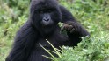 60,000 vacation rwanda gorilla 