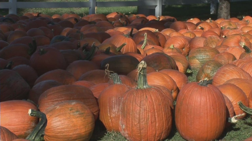 Thanks Starbucks: Pumpkin sales skyrocket