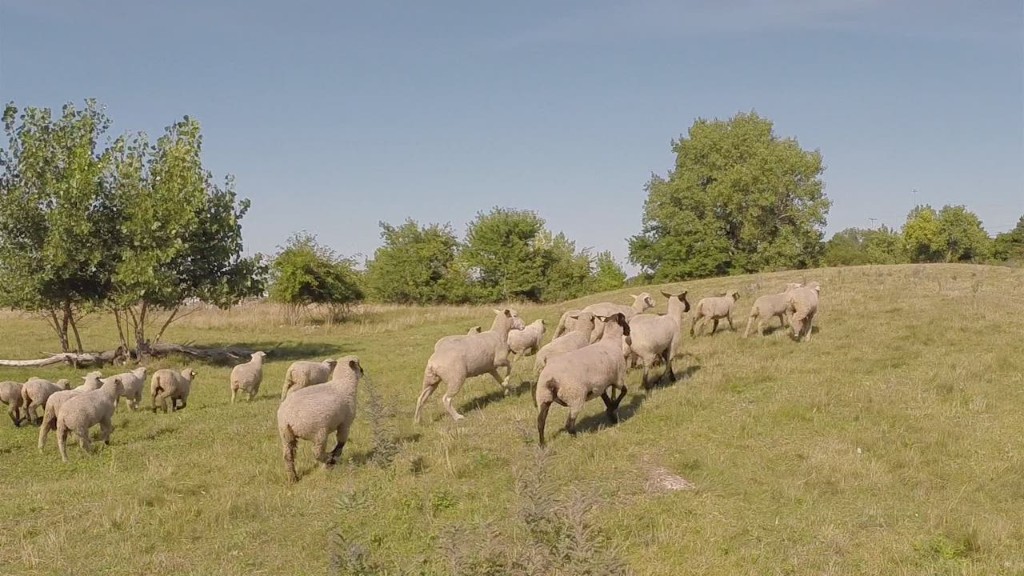 Cleveland uses sheep as lawnmowers