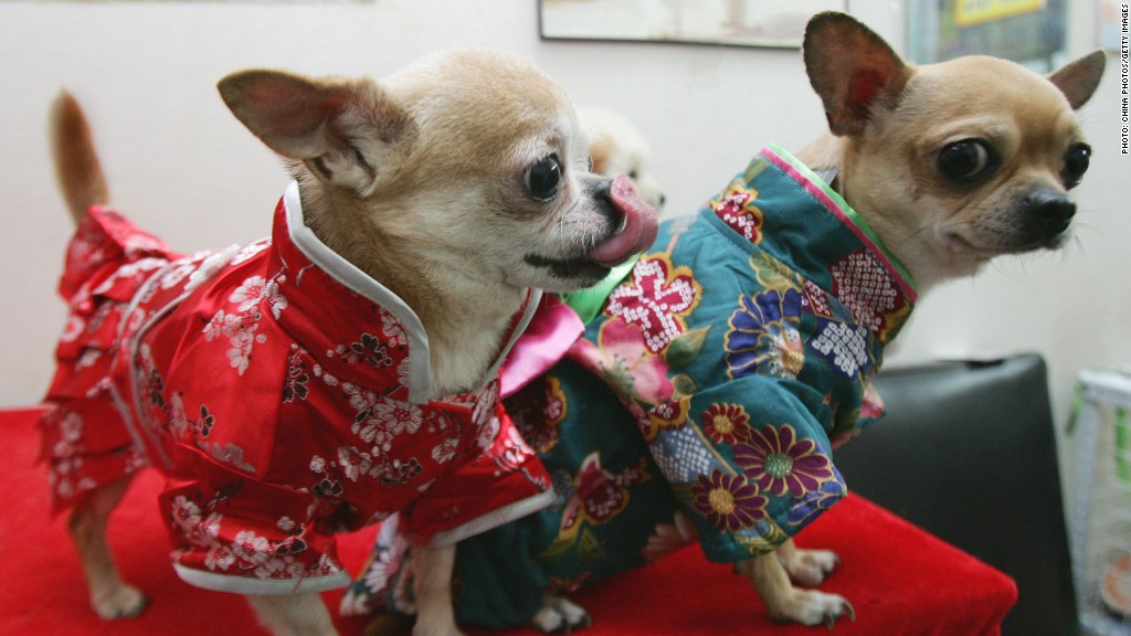 chihuahuas