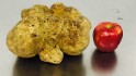 World's largest white truffle could pull in $1 million