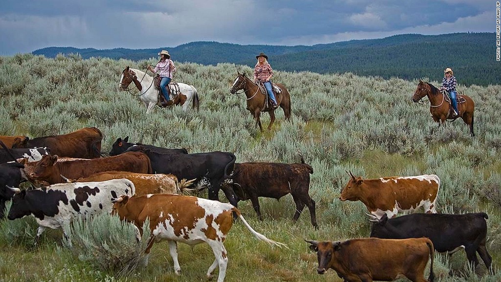 family travel cattle drive