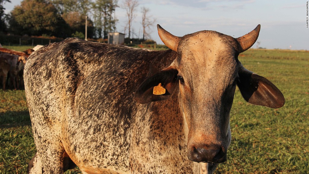 BovControl cow tracking app