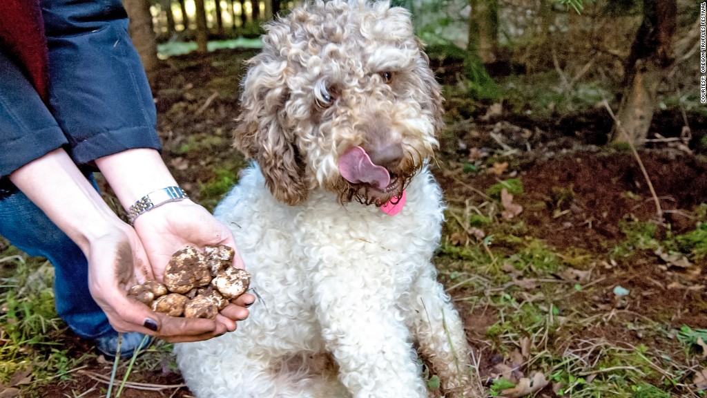 food festivals truffle