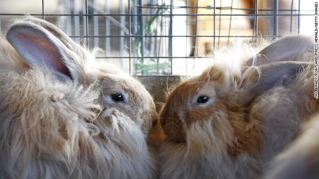 Angora wool banned by top fashion retailer