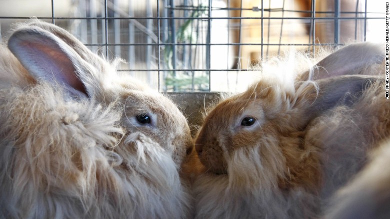 two angora bunnies