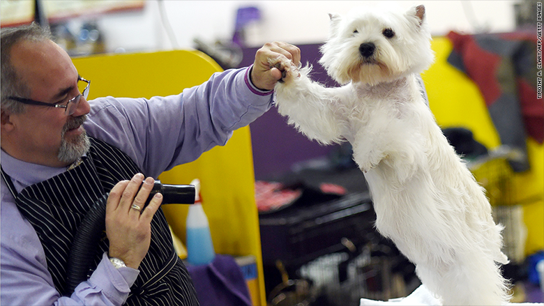 westminster 2015 westie