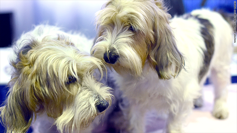 westminster 2015 petit griffon vendeen