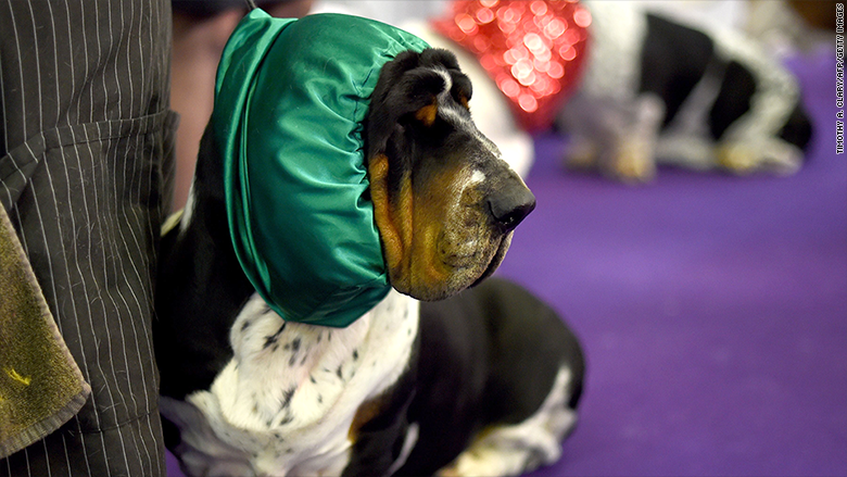 westminster 2015 basset hound