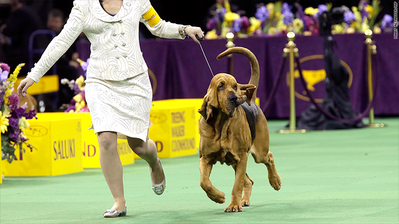 westminster 2015 bloodhound