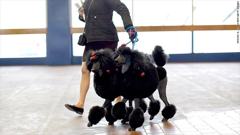 westminster 2015 poodles