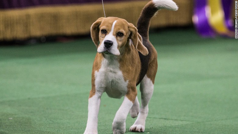 Miss P wins Westminster Dog Show: Cost of getting a show dog to Westminster 