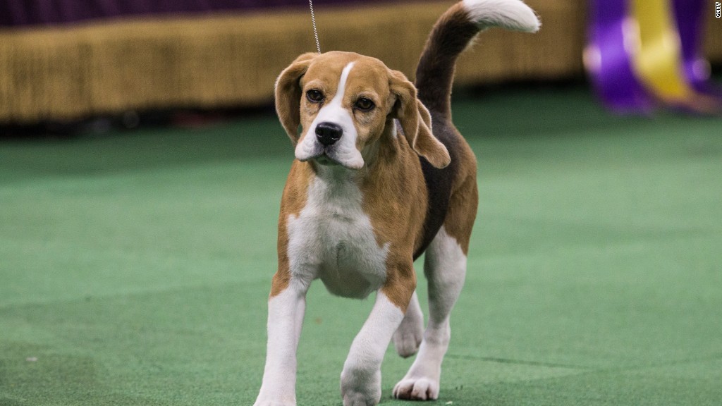 Top dogs at the Westminster Dog Show