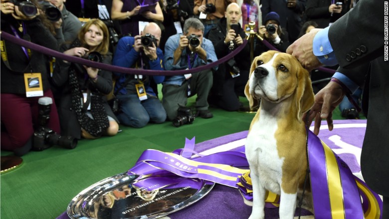 miss p westminster dog show beagle