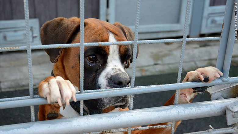 san fransisco pet housing boxer