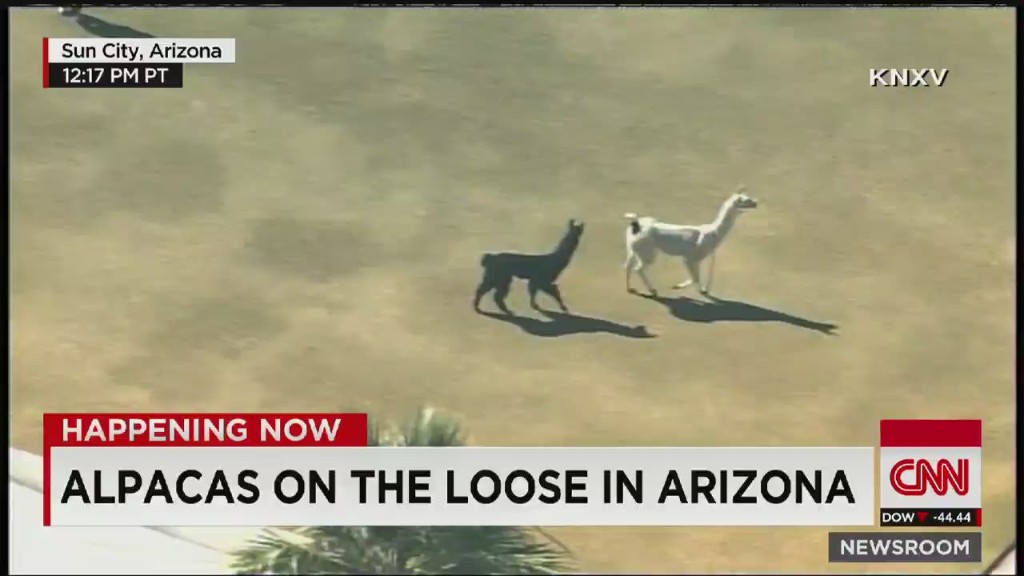 Llama drama: Animals on the loose