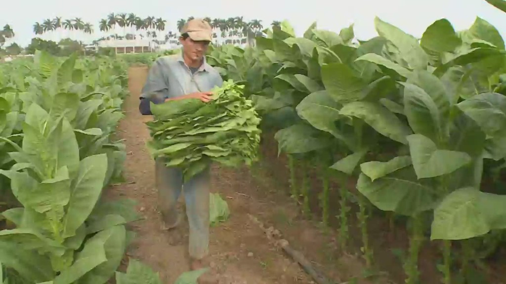 Cuban cigar industry prepares for US demand