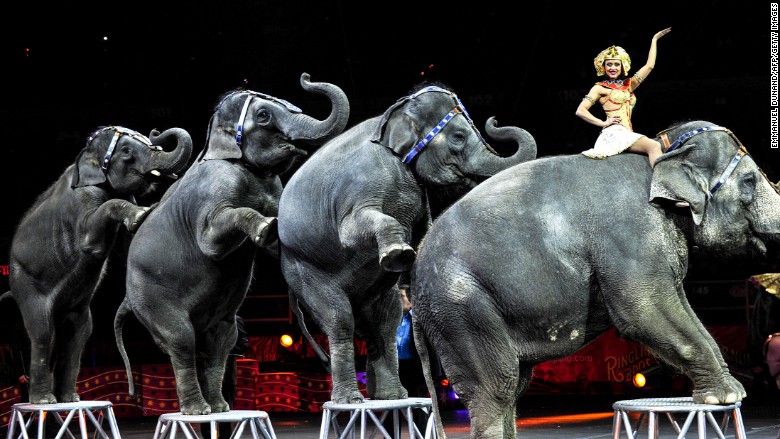 ringling bros elephants