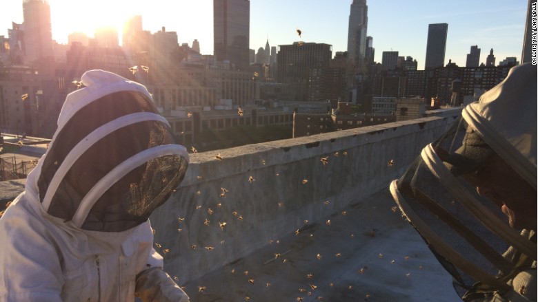 beekeeping nyc