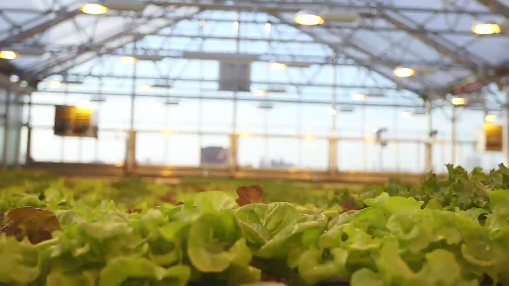 This Brooklyn rooftop supplies Whole Foods