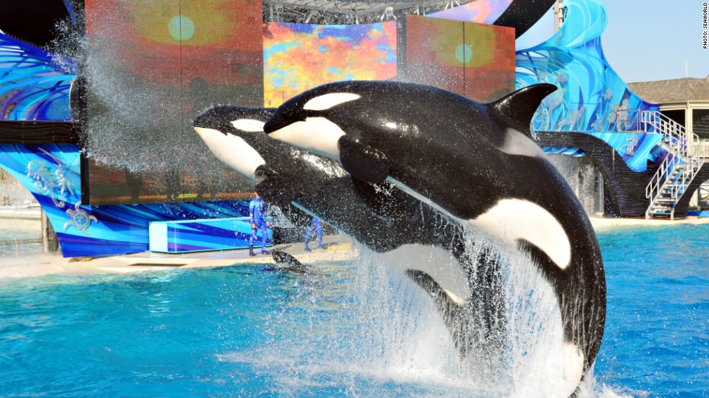 New SeaWorld whale pool approved -- with breeding ban
