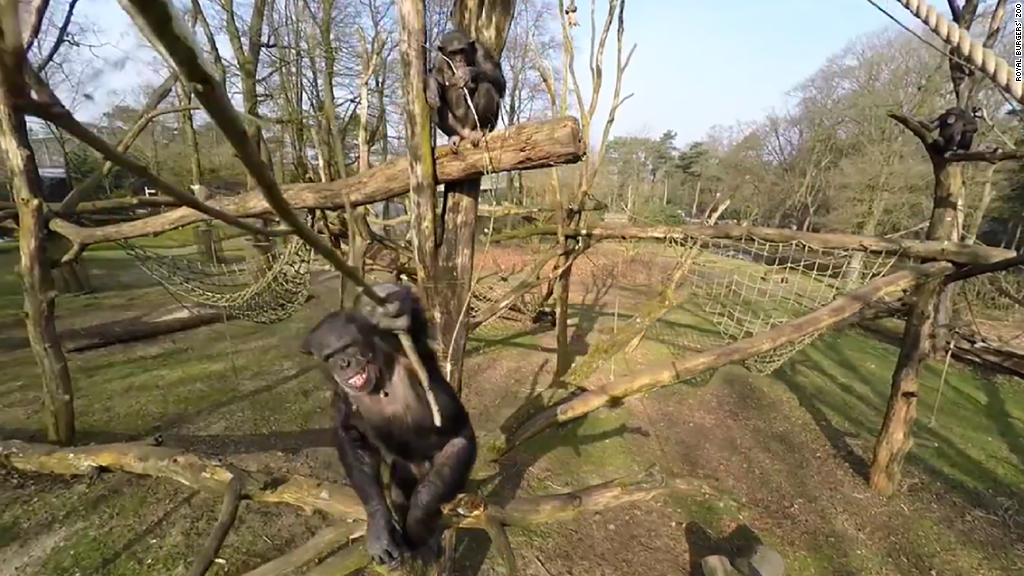 Chimpanzee takes down a drone