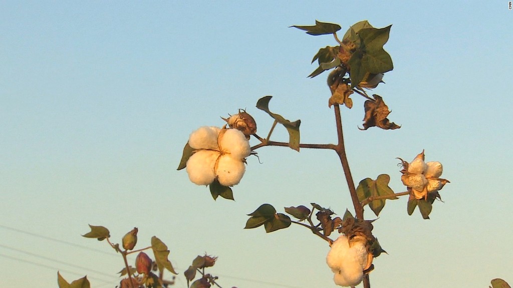 India's farmers hit by cotton surplus