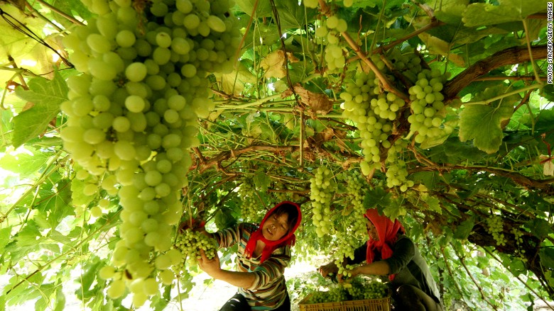 china wine vineyard